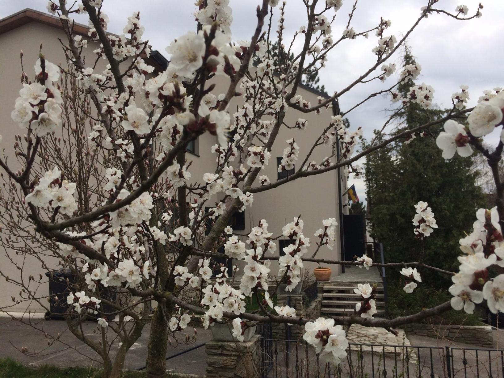 Pension Marillenhof Panzió Melk Kültér fotó